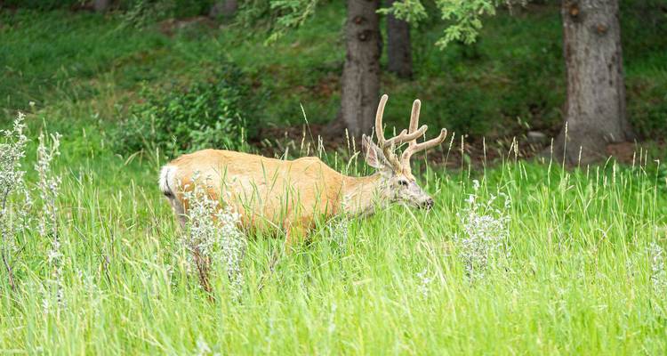 Ciervos pastando en un prado verde.
