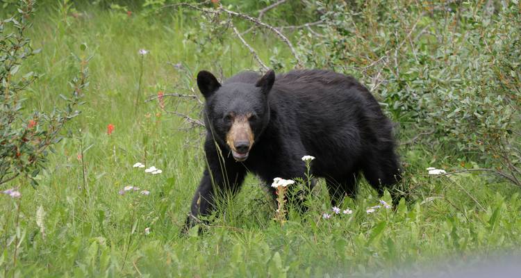 Oso negro parado en un área con hierba.