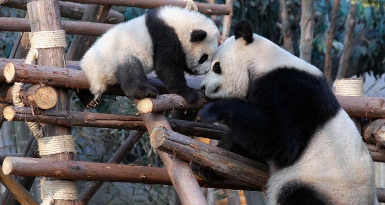 Une mère panda géant touche délicatement son museau contre celui de son petit joueur sur des poutres d'escalade en bois.