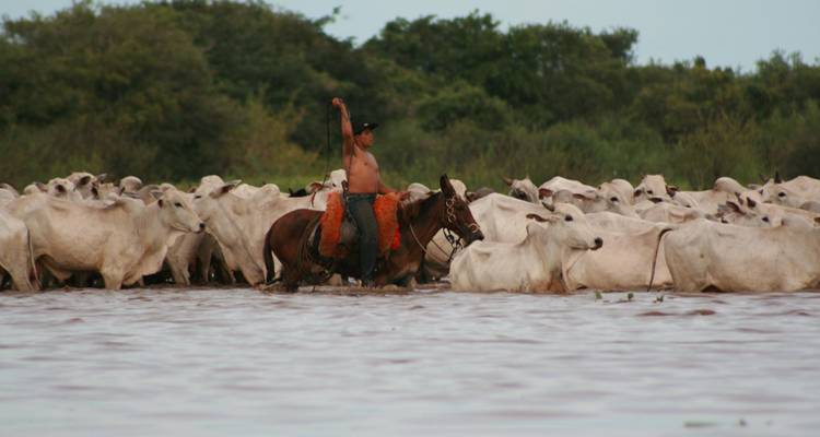 Blootborstige cowboy te paard drijft wit vee over een brede overstroomde vlakte.