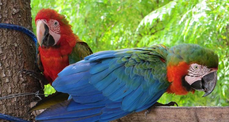 Close-up van twee levendige ara's die op een boomstam zitten tegen weelderig groen.