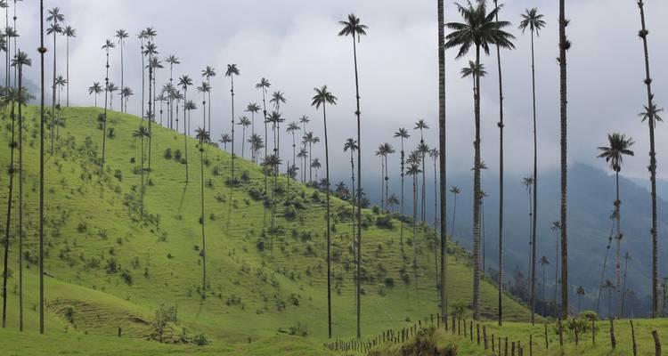 De hauts palmiers à cire s'élèvent au-dessus de collines vertes brumeuses dans la vallée de Cocora en Colombie.