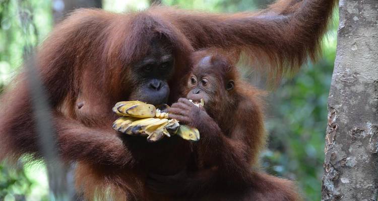 Un orang-outan adulte partage affectueusement des bananes avec son petit curieux au milieu du feuillage luxuriant de la forêt.