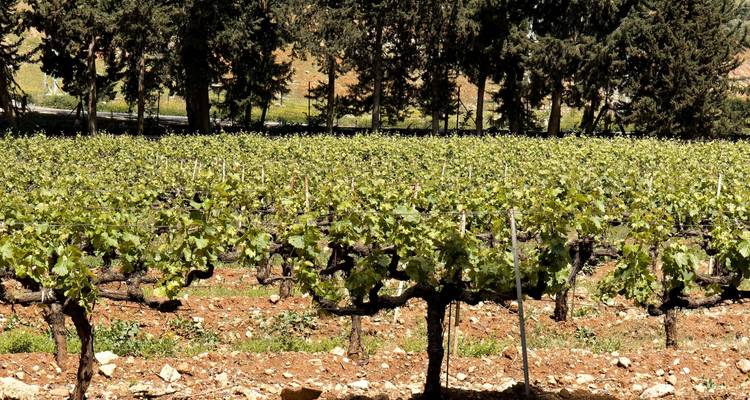 Rangées de vignes dans un vignoble de la vallée de la Bekaa avec des pins en arrière-plan.