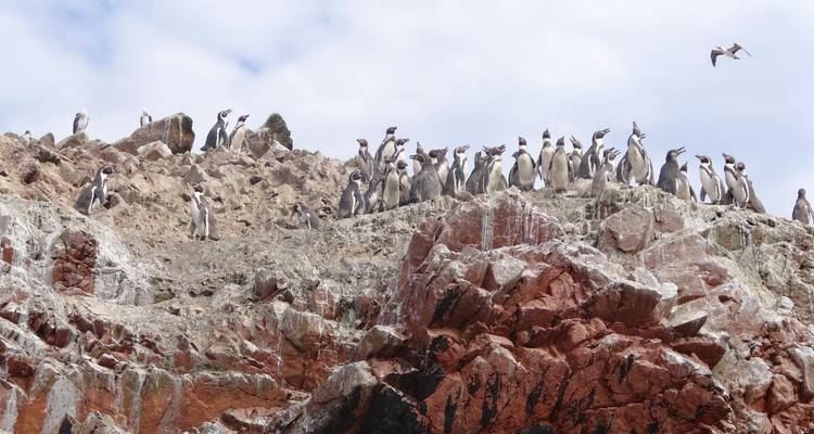 Grote kolonie pinguïns zit op ruige rood-witte rotsachtige kliffen onder een heldere bewolkte hemel.