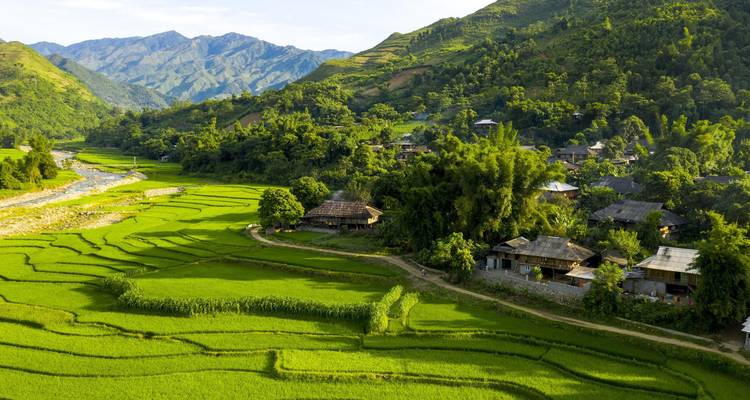 Weelderige groene rijstvelden met bergen.