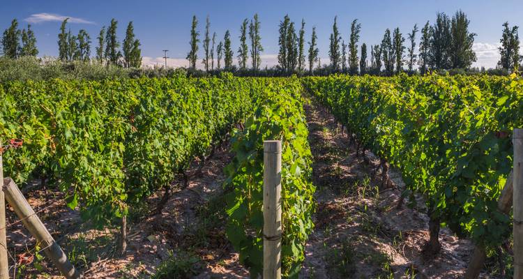 Vignoble avec des rangées de vignes vertes luxuriantes.