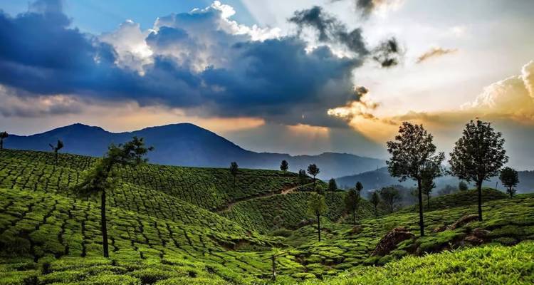 Lush green tea plantations with a cloudy sky and sun rays coming through.