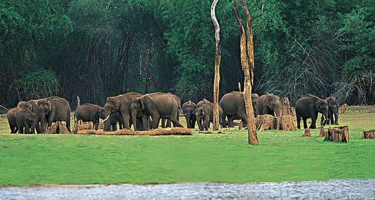 A group of elephants in a forested area near a water body.