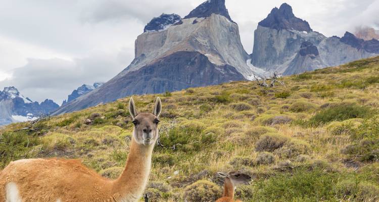 Guanaco's op de voorgrond met bergtoppen erachter.
