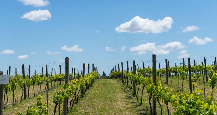 Un vignoble sous un ciel bleu clair avec des nuages duveteux.