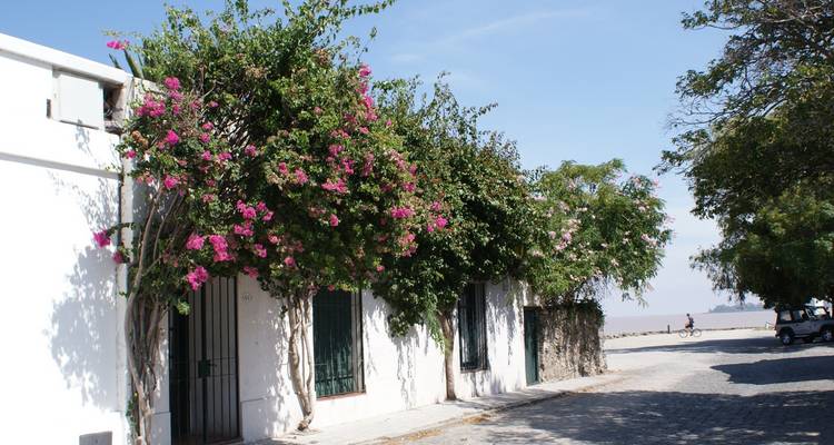 Rue charmante avec des bâtiments blancs couverts de fleurs roses, menant à l'eau.