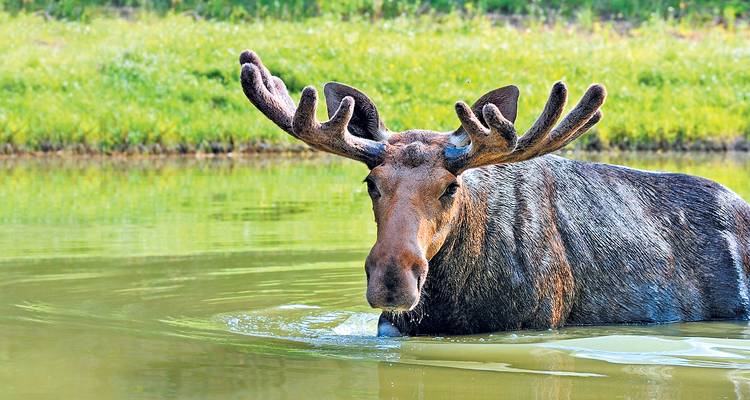 Un alce macho con astas de terciopelo camina en un lago reflectante rodeado de hierba verde.
