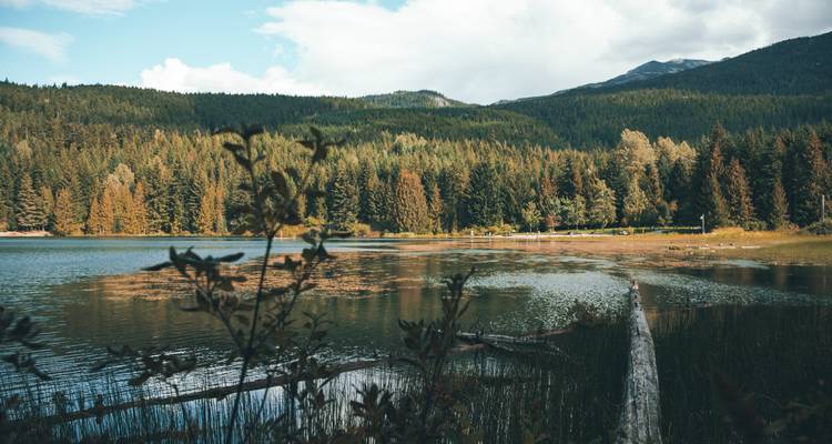 Lac tranquille bordé de roseaux avec une forêt dense de conifères et des collines lointaines sous un ciel partiellement nuageux