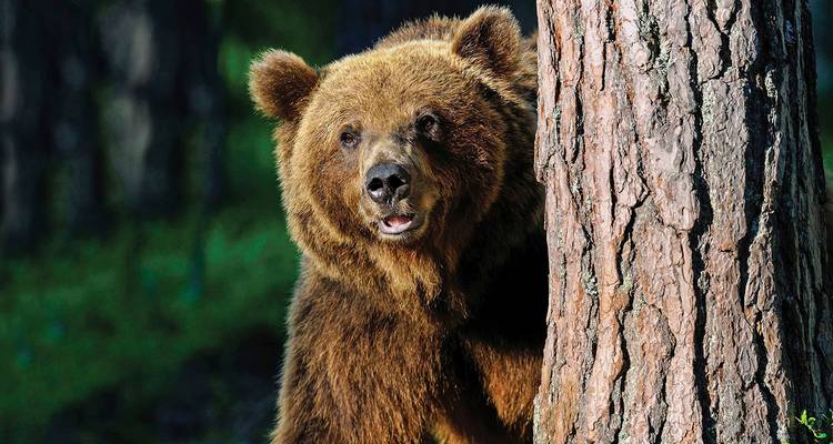 Primer plano de un oso pardo asomándose desde detrás de un pino en un claro del bosque.
