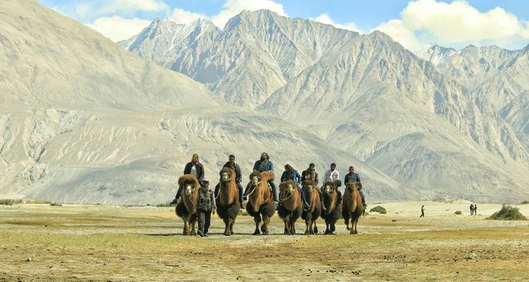 Chaméliers dans la vallée de Nubra avec des montagnes.