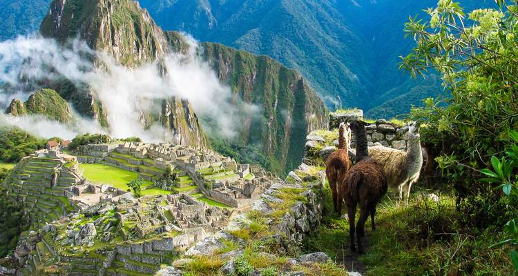 Lamas stehen auf einer Terrasse mit Blick auf die antiken Steinruinen von Machu Picchu inmitten nebelverhangener grüner Berge.