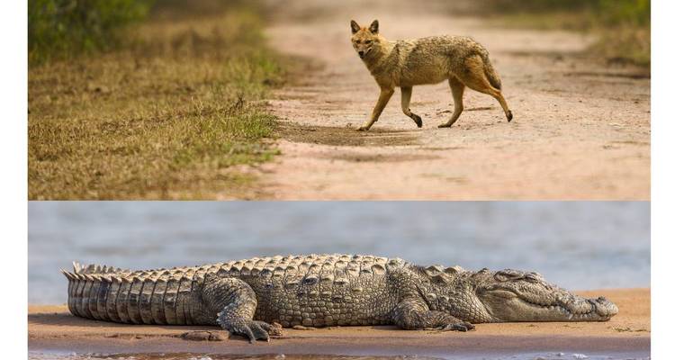 Imagen de un chacal y un cocodrilo en un sendero de tierra.