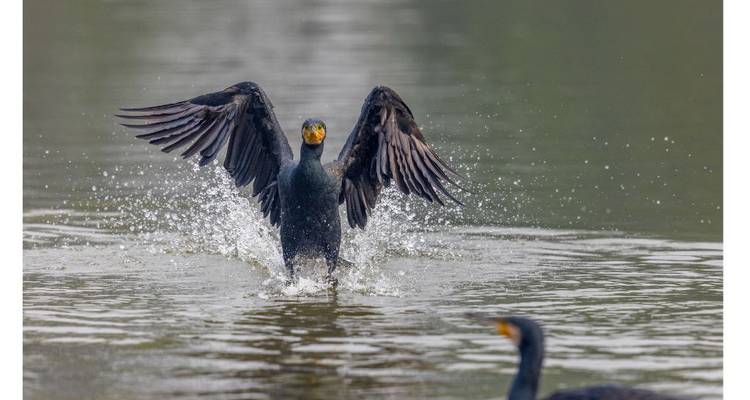 Pájaro con las alas extendidas sobre la superficie del agua.