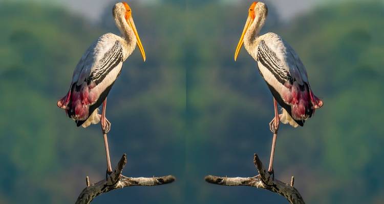 Imagen de un pájaro reflejada para crear un efecto simétrico.