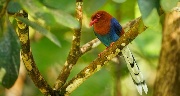 Vibrant Sri Lankan junglefowl with red head and blue wings perched on a lichen-covered branch.