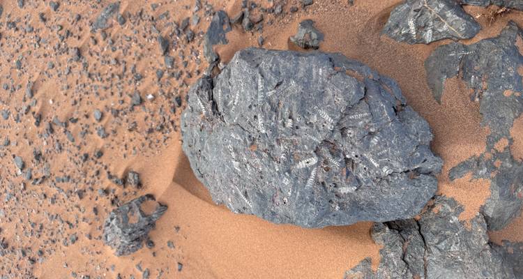 Close-up of a dark fossil-filled rock resting on reddish desert sand and scattered stones.