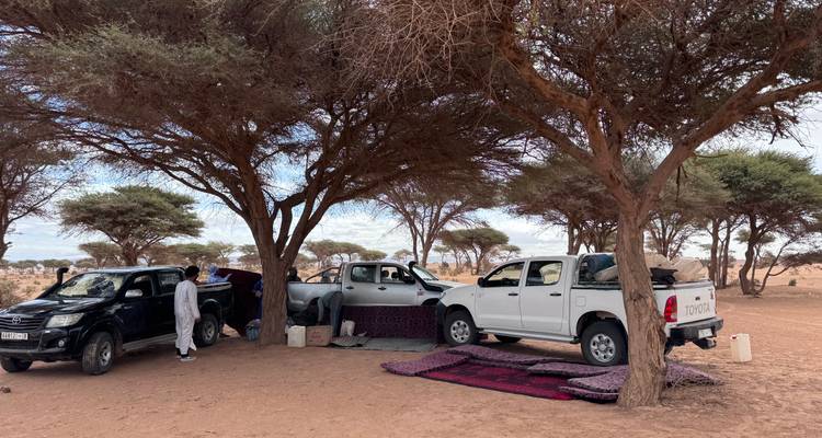 Overland vehicles parked beneath acacia trees providing shade in a remote desert campsite.