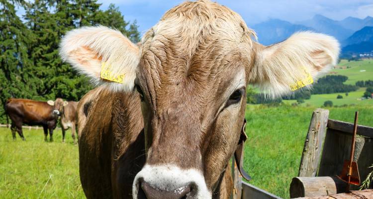 Gros plan d'une vache dans un champ avec des montagnes en arrière-plan.