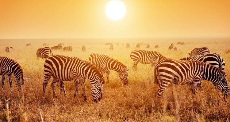 Troupeau de zèbres broutant au coucher du soleil.