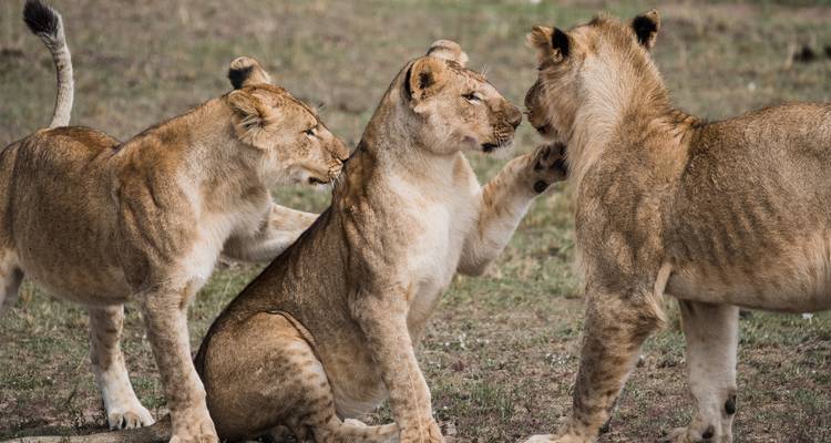 Des lions qui interagissent entre eux.