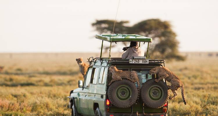 Des guépards sur un véhicule de safari dans la savane.