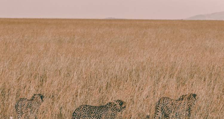 Guépards marchant dans les hautes herbes.