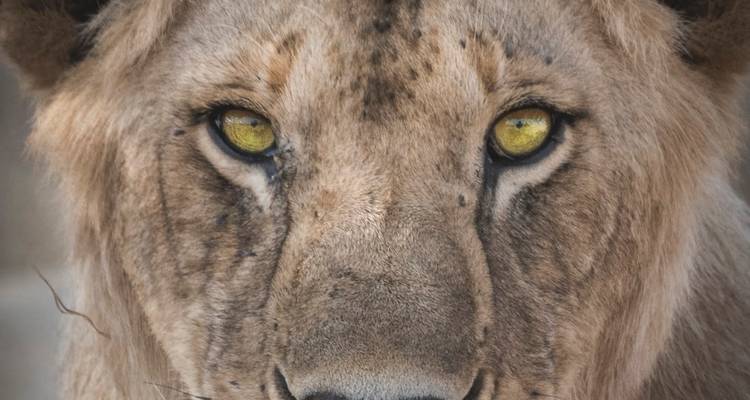 Gros plan du visage d'un lion.