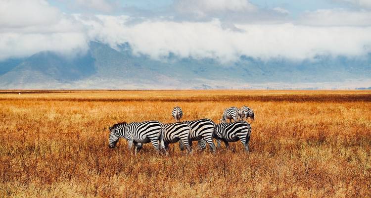 Zèbres dans une prairie ouverte avec des montagnes en arrière-plan.