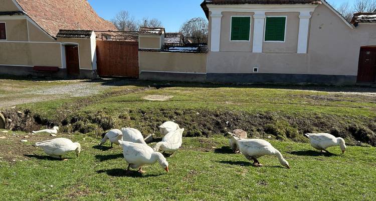 Groupe d'oies broutant l'herbe devant des maisons traditionnelles de campagne.