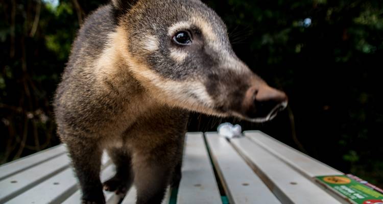 Ein Nahaufnahme eines neugierigen Nasenbären beim Erkunden.