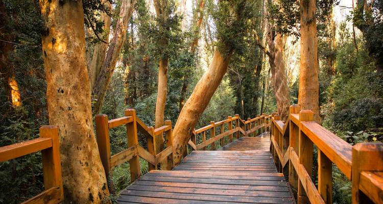Passerelle en bois à travers une forêt.