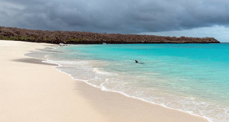 White sandy beach with clear blue water in the Galapagos.