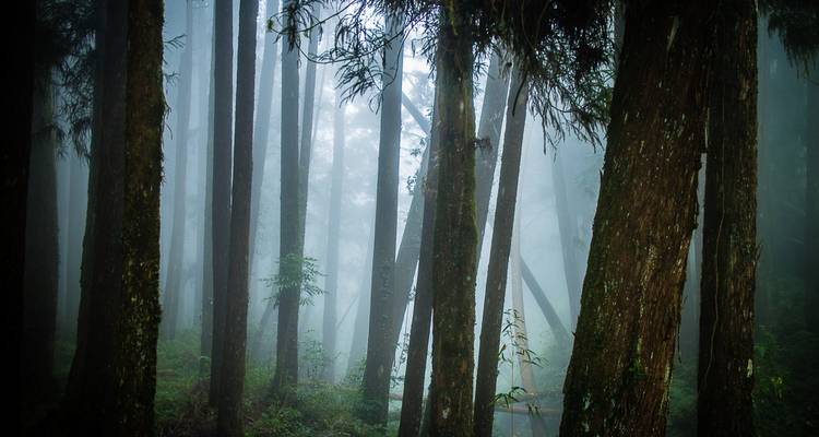 Paysage de forêt brumeuse avec de grands arbres.