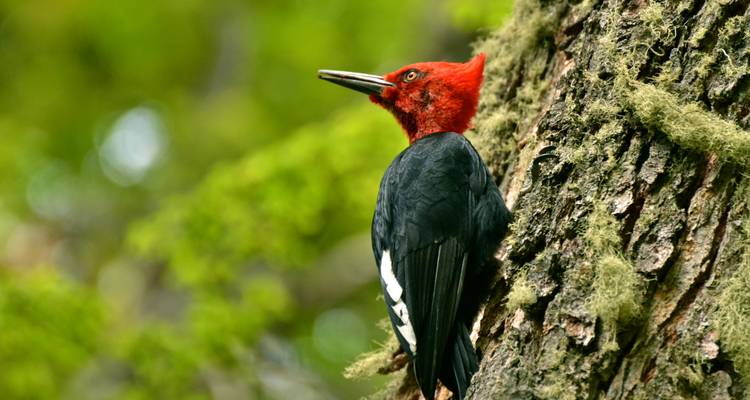 Gros plan d'un pic sur un tronc d'arbre.