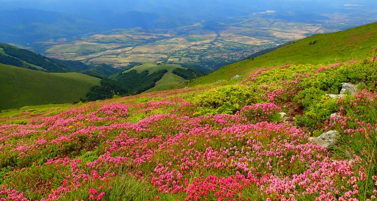 Vue panoramique d'une vallée couverte de fleurs roses éclatantes avec des collines au loin et un ciel dégagé.