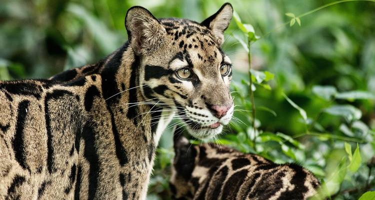 Primer plano de un leopardo nublado emergiendo de la exuberante vegetación de la selva con una mirada intensa.