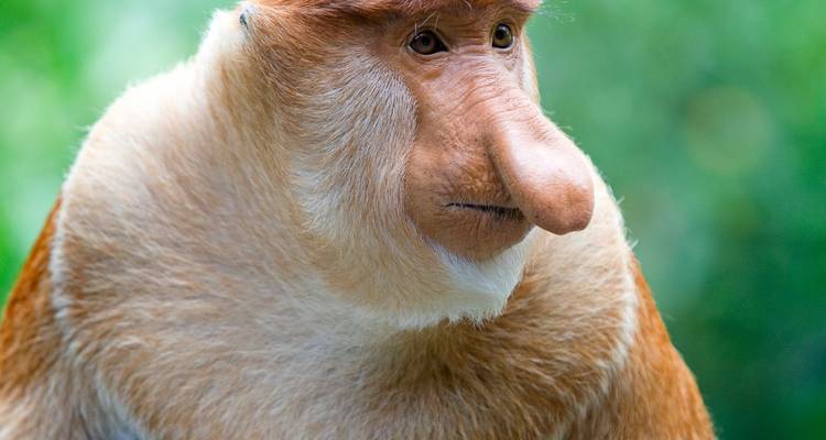 Retrato de cerca de un mono narigudo con ojos expresivos sobre un fondo de selva verde suavemente desenfocado.