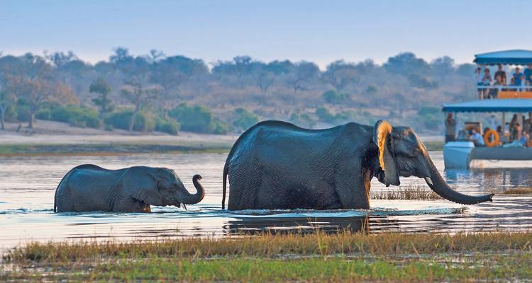 Erwachsene und junge Elefanten waten durch einen Fluss, während ein Safariboot mit Zuschauern sie beobachtet.