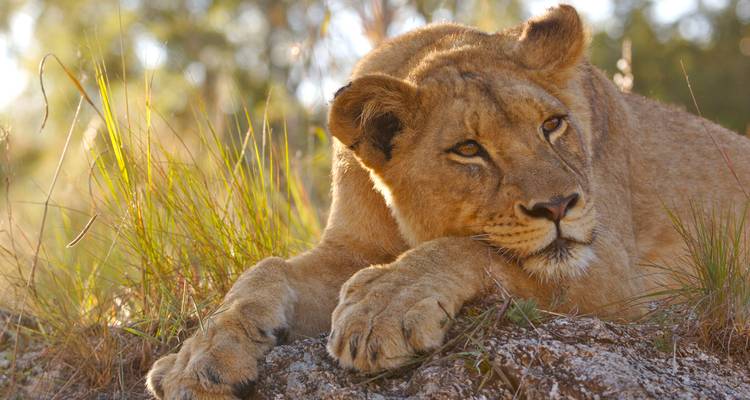 Lion allongé sur l'herbe dans le parc national Kruger sous la lumière du soleil.
