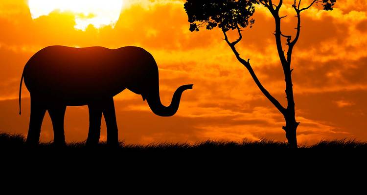 Silhouette d'un éléphant contre un ciel de coucher de soleil orange vif à côté d'un arbre solitaire.