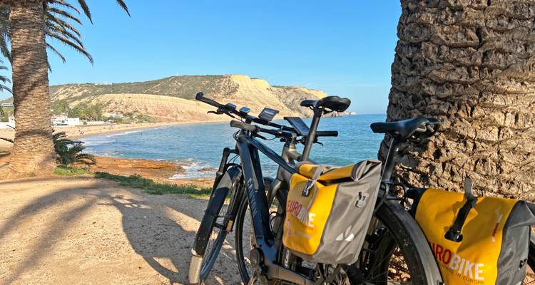 Vélos garés sous un palmier avec vue sur la plage.