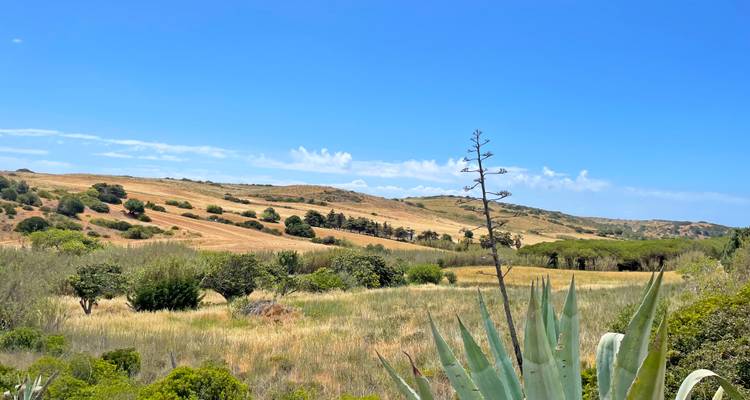 Collines ondulantes avec des champs dorés sous un ciel bleu.