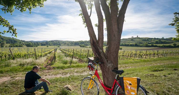 Personne assise sous un arbre près de vignobles avec un vélo.