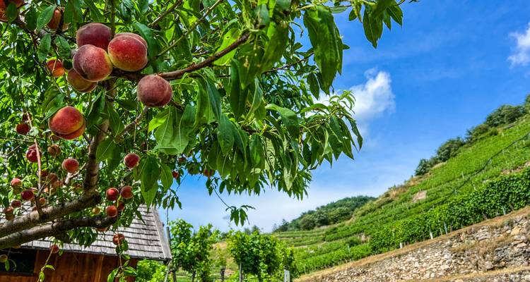 Arbre fruitier avec des pêches mûres et vignoble en arrière-plan.